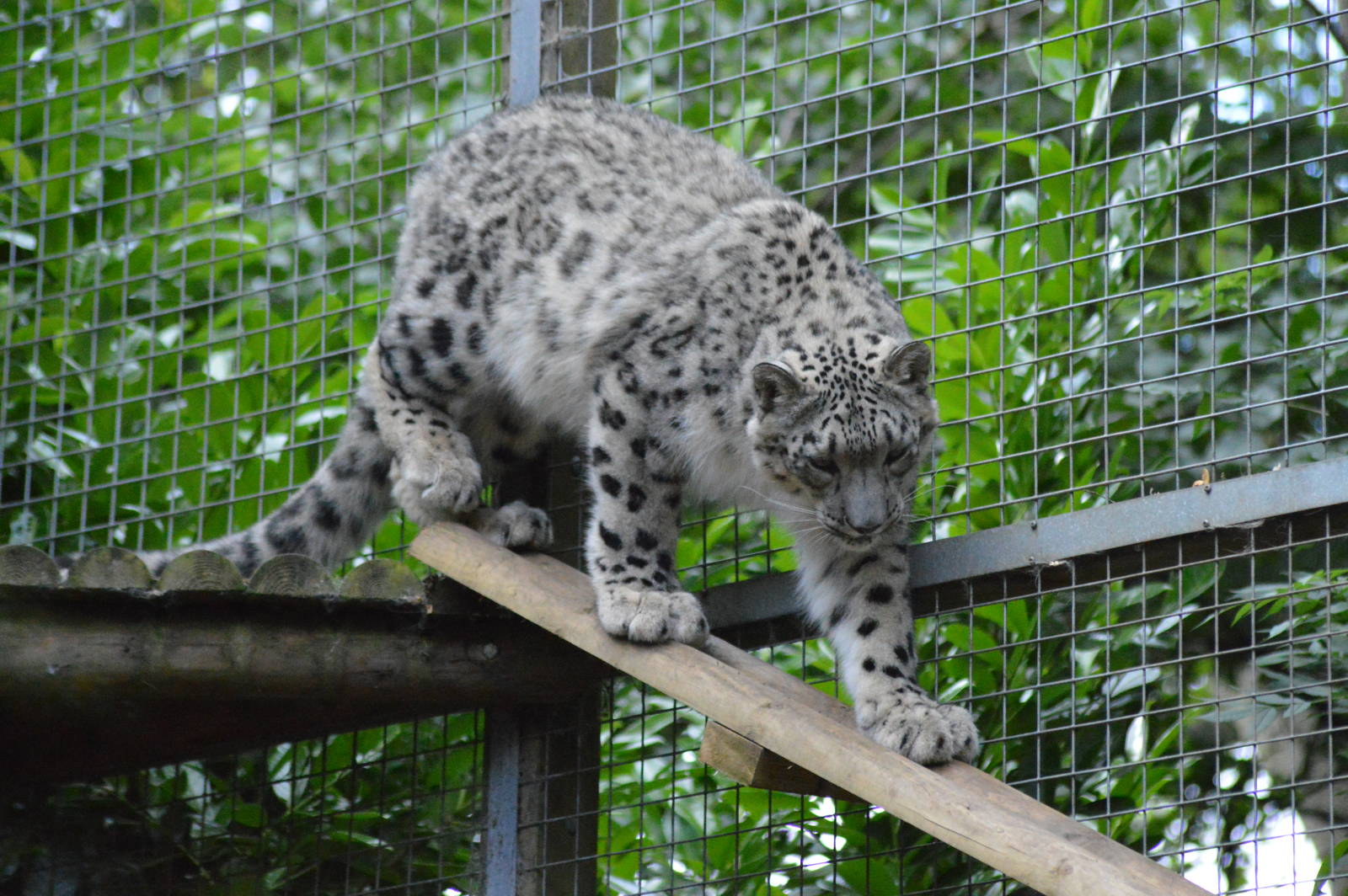 Young Snow Leopard