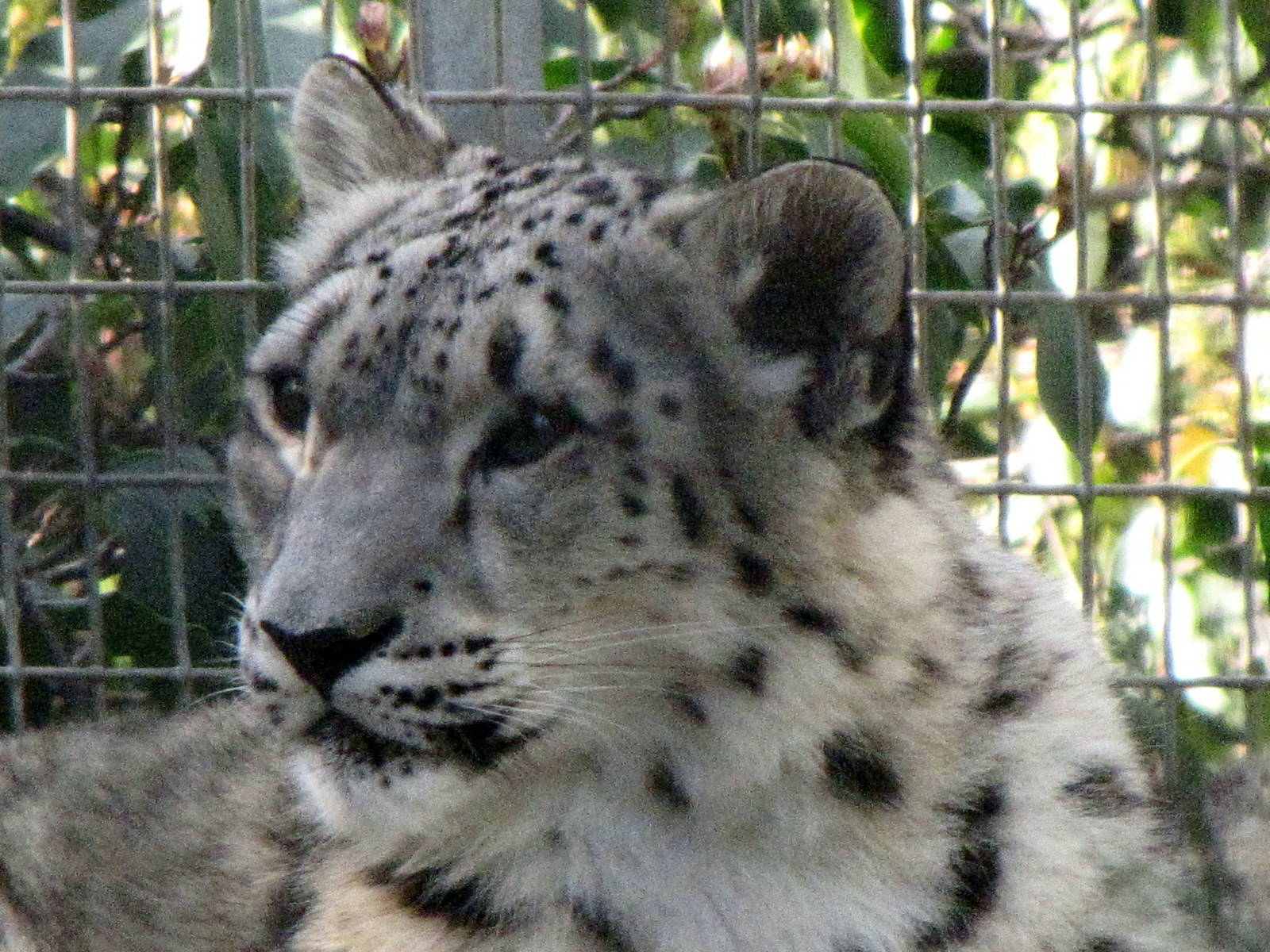 Young Snow Leopard