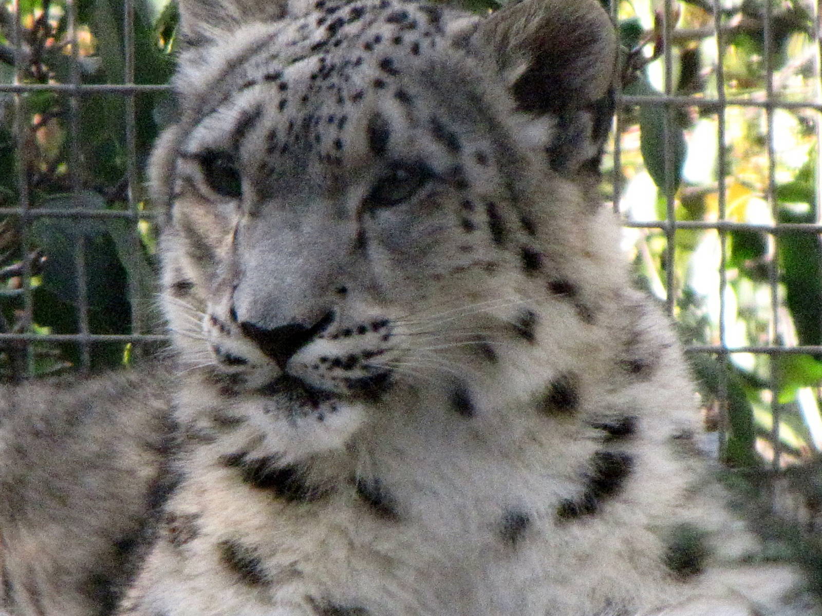 Young Snow Leopard
