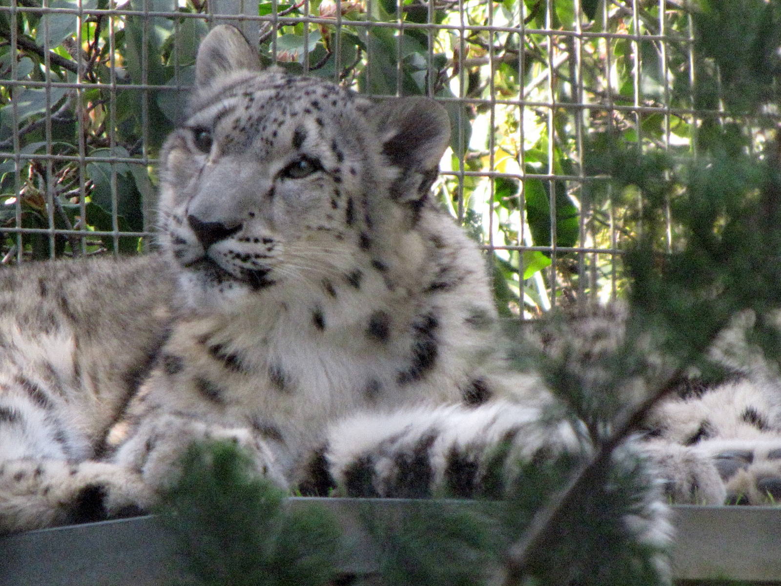 Young Snow Leopard
