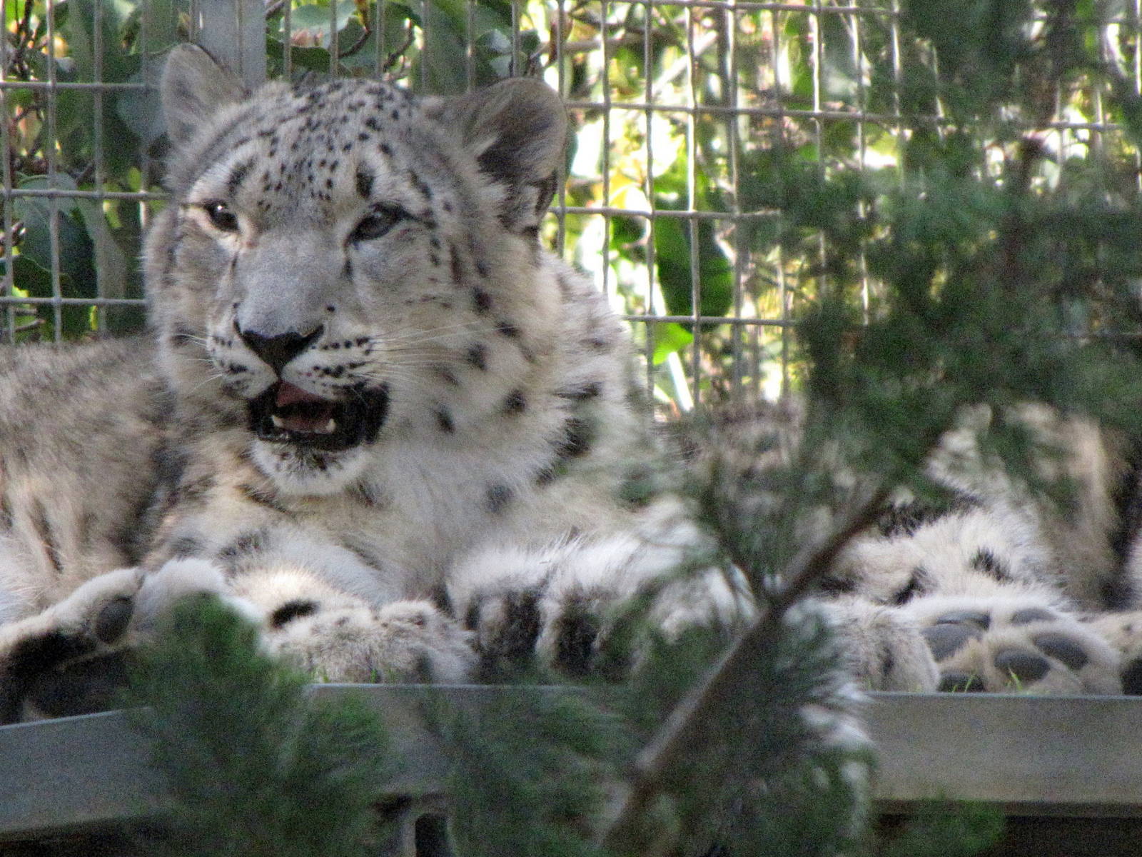 Young Snow Leopard
