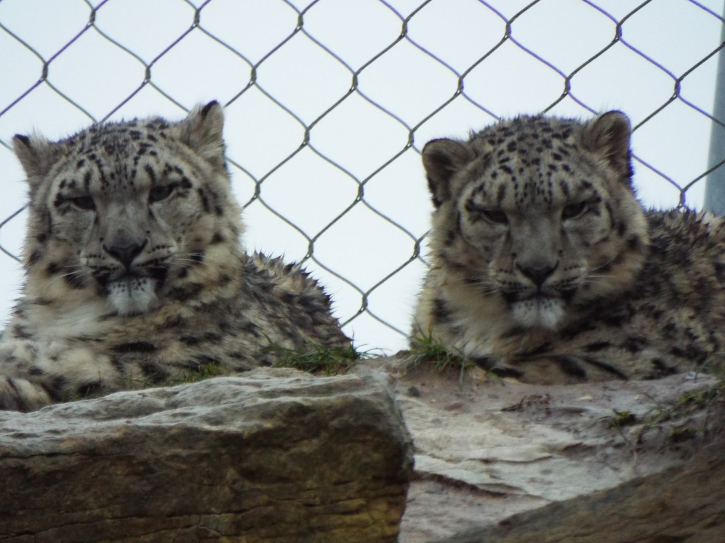 Young Snow Leopards