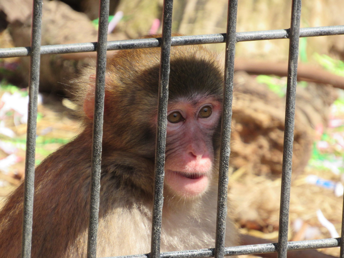 Young Snow Monkey Tatsu - 4/8/23