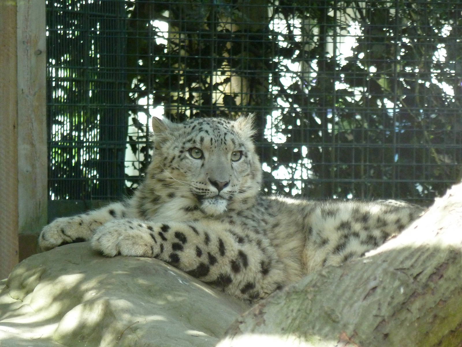 Young Snowleopard