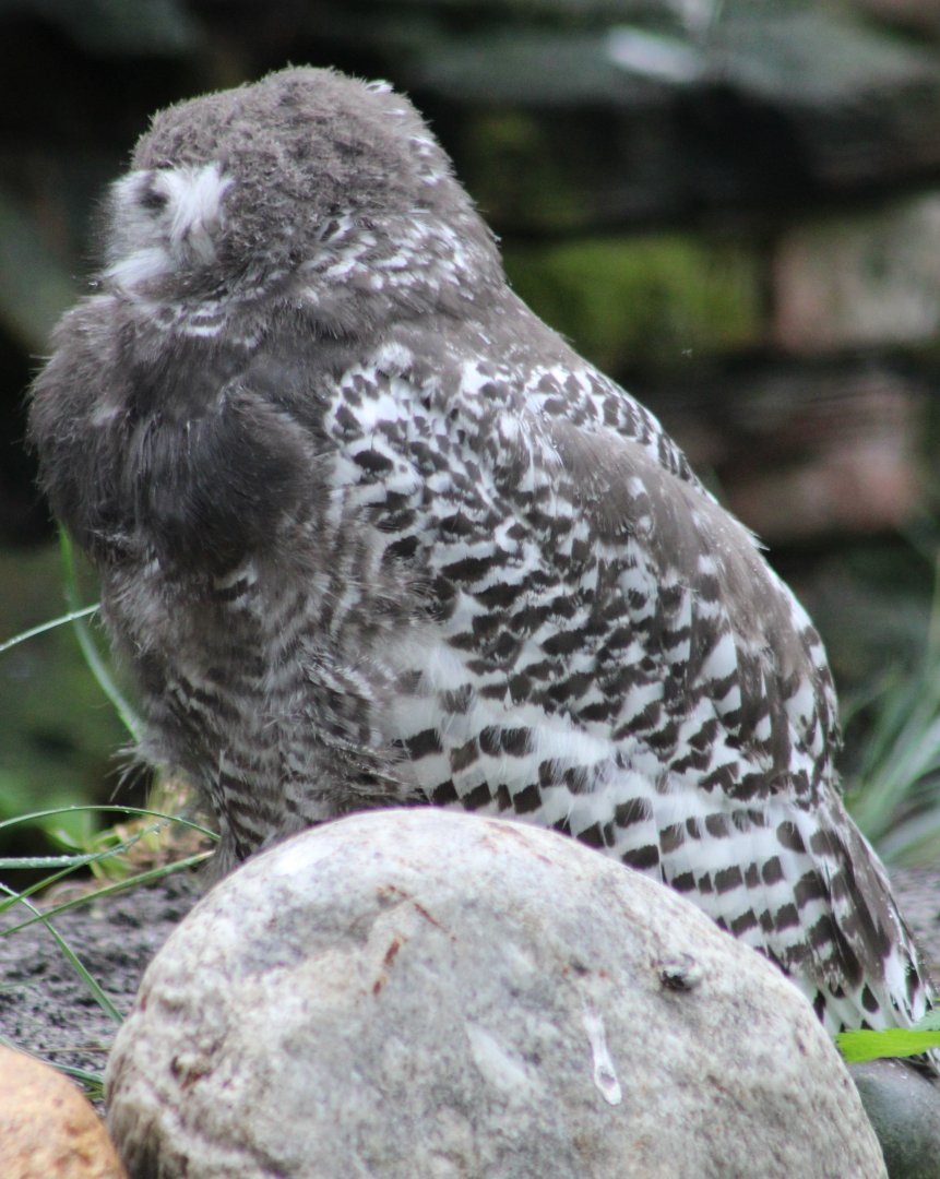 Young Snowy owl