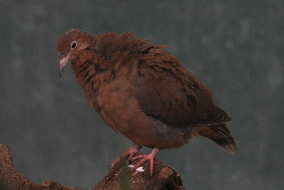 Young socorro dove