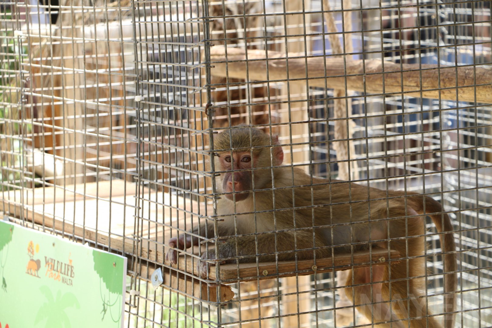 Young solitary baboon - Wildlife Park Malta, June 2019
