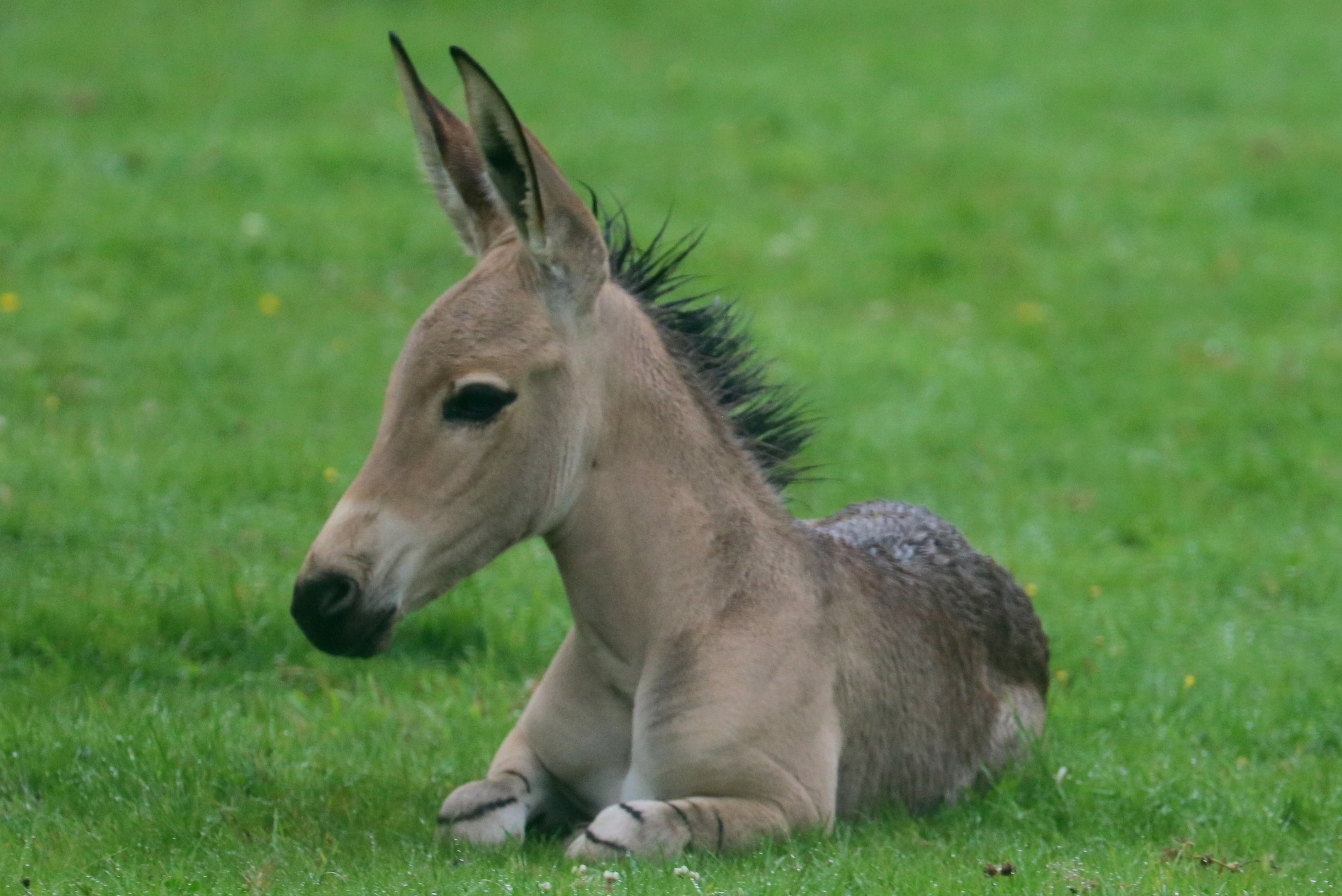 Young Somali wild ass; Marwell; 31st August 2023