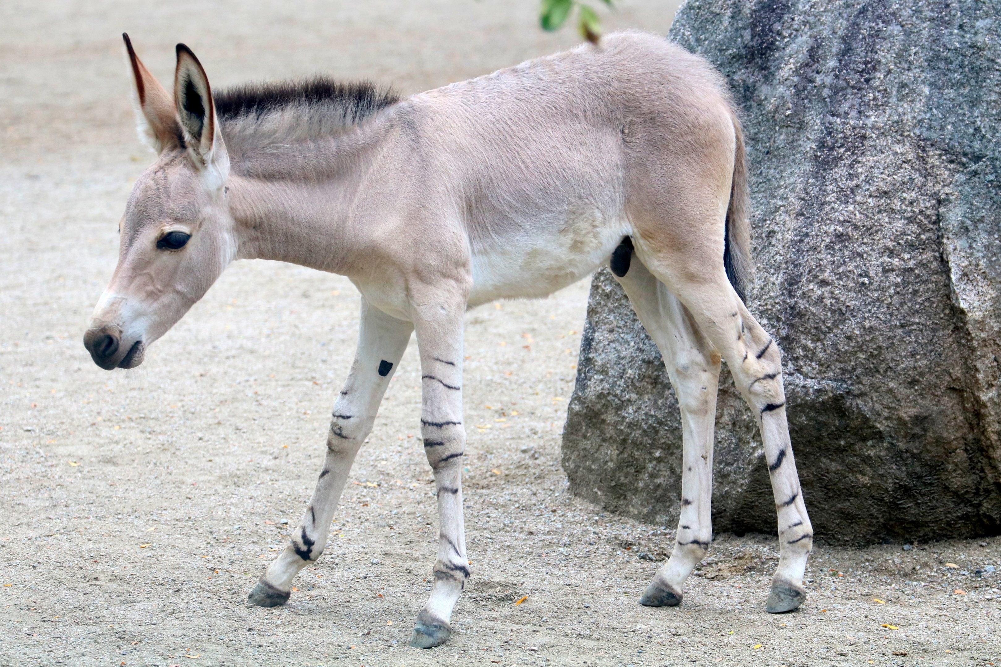 Young Somali wild ass; Stuttgart; 5th September 2019