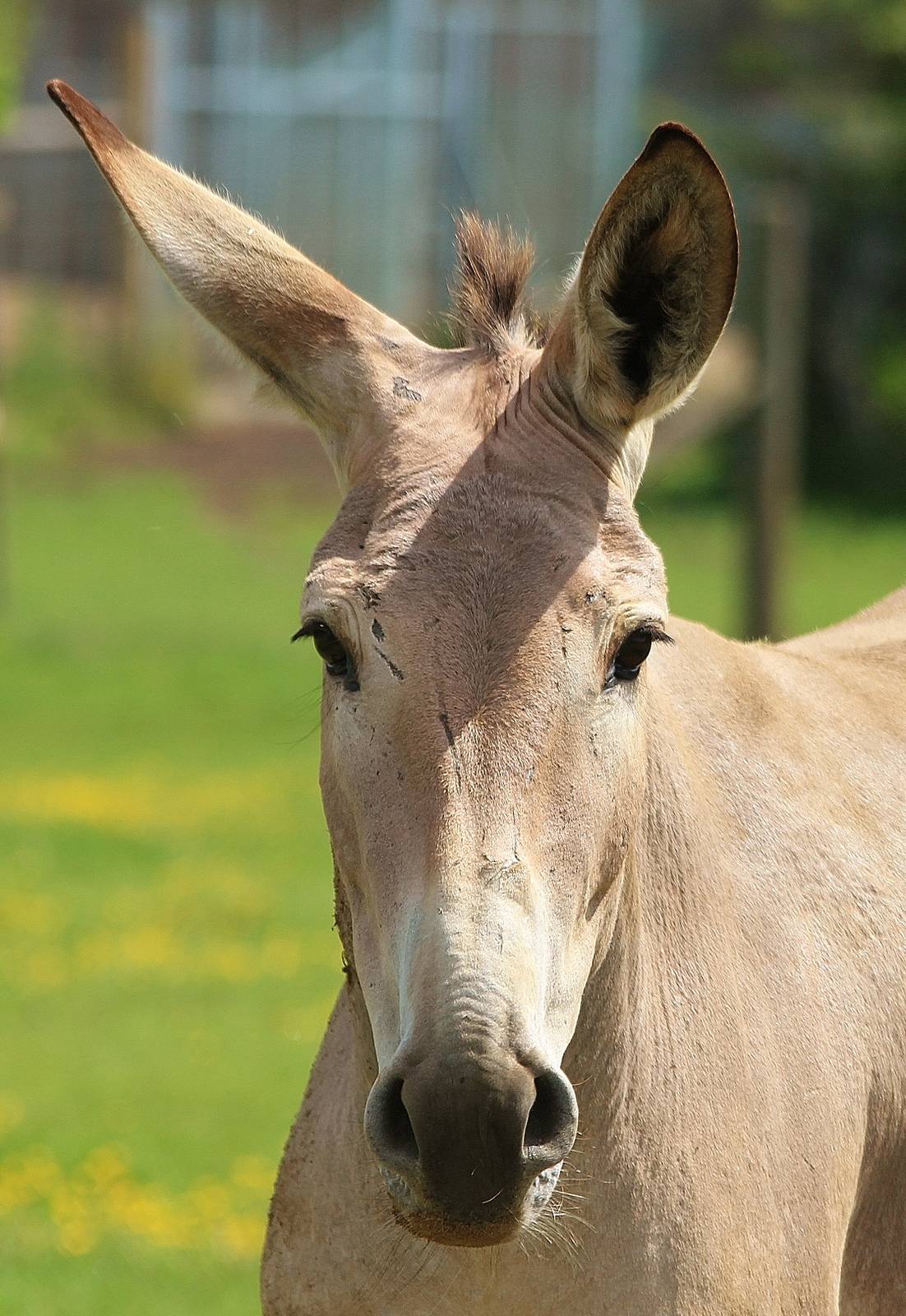 Young Somali Wild Ass