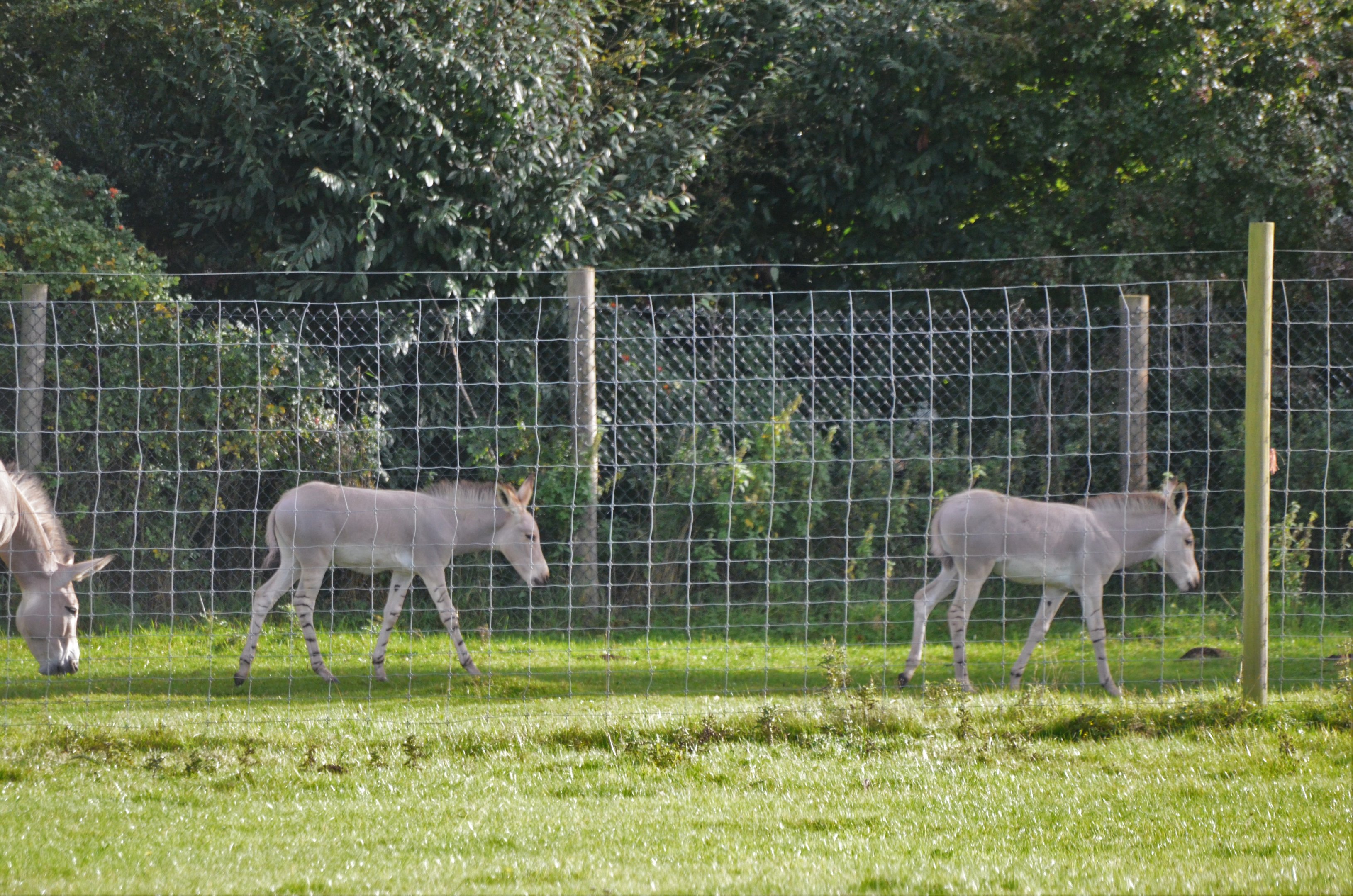 Young Somali Wild Asses at Woburn Safari Park, 16/10/16