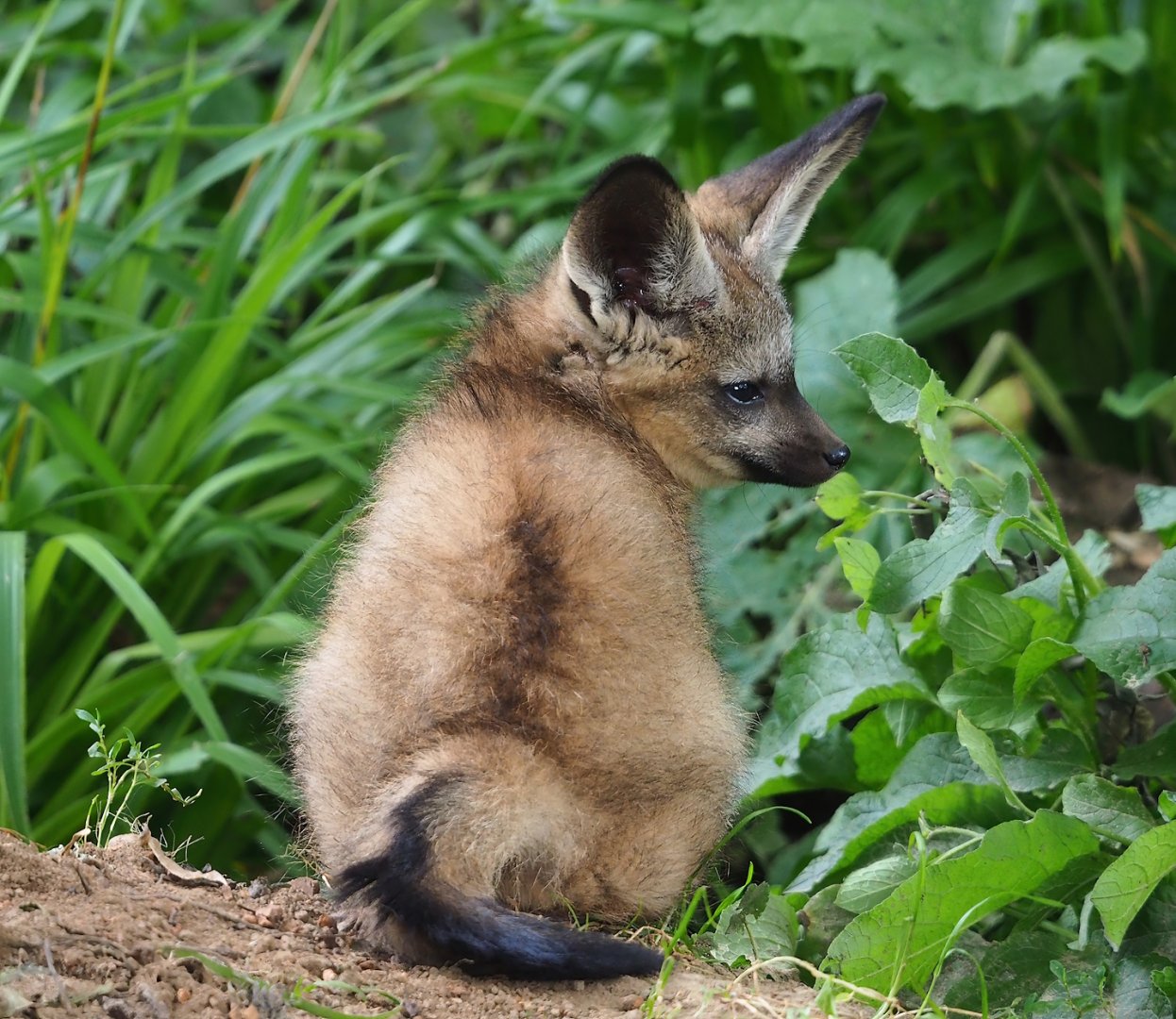 Young South African bat-eared fox (Otocyon megalotis megalotis), 2023-07-18