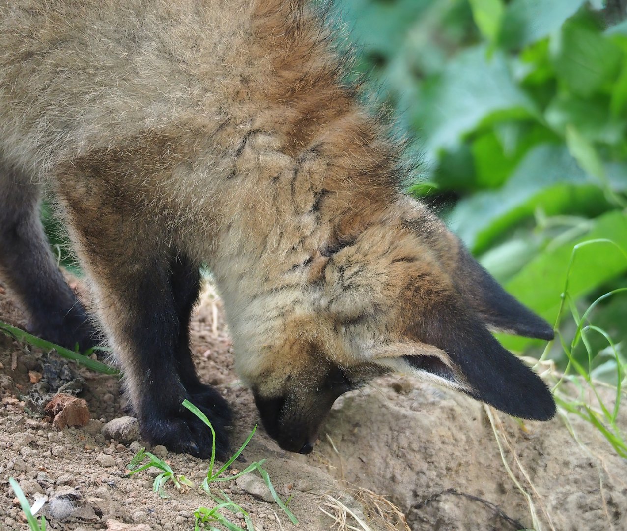 Young South African bat-eared fox (Otocyon megalotis megalotis), 2023-07-18