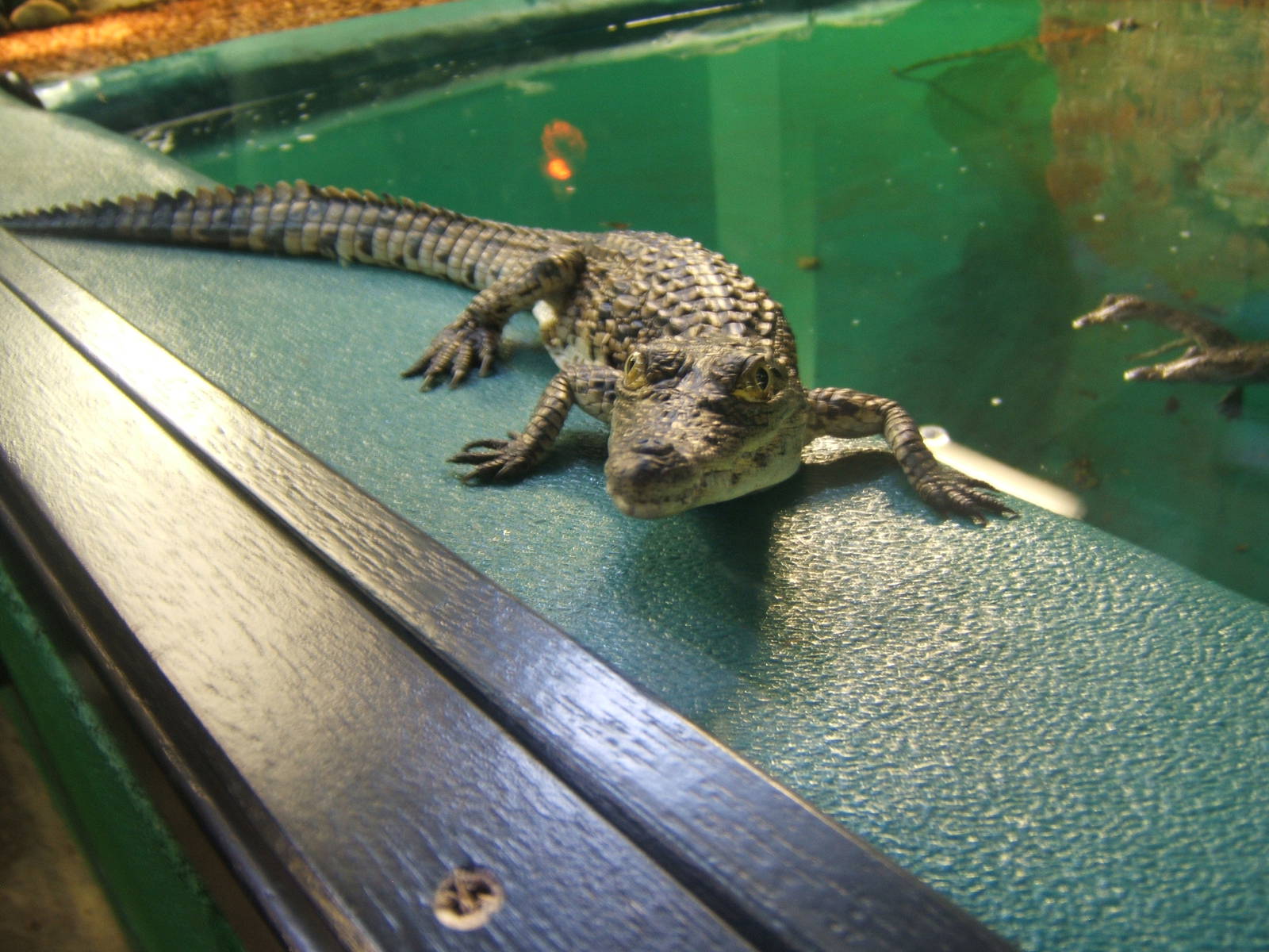 Young South African Nile Crocodile