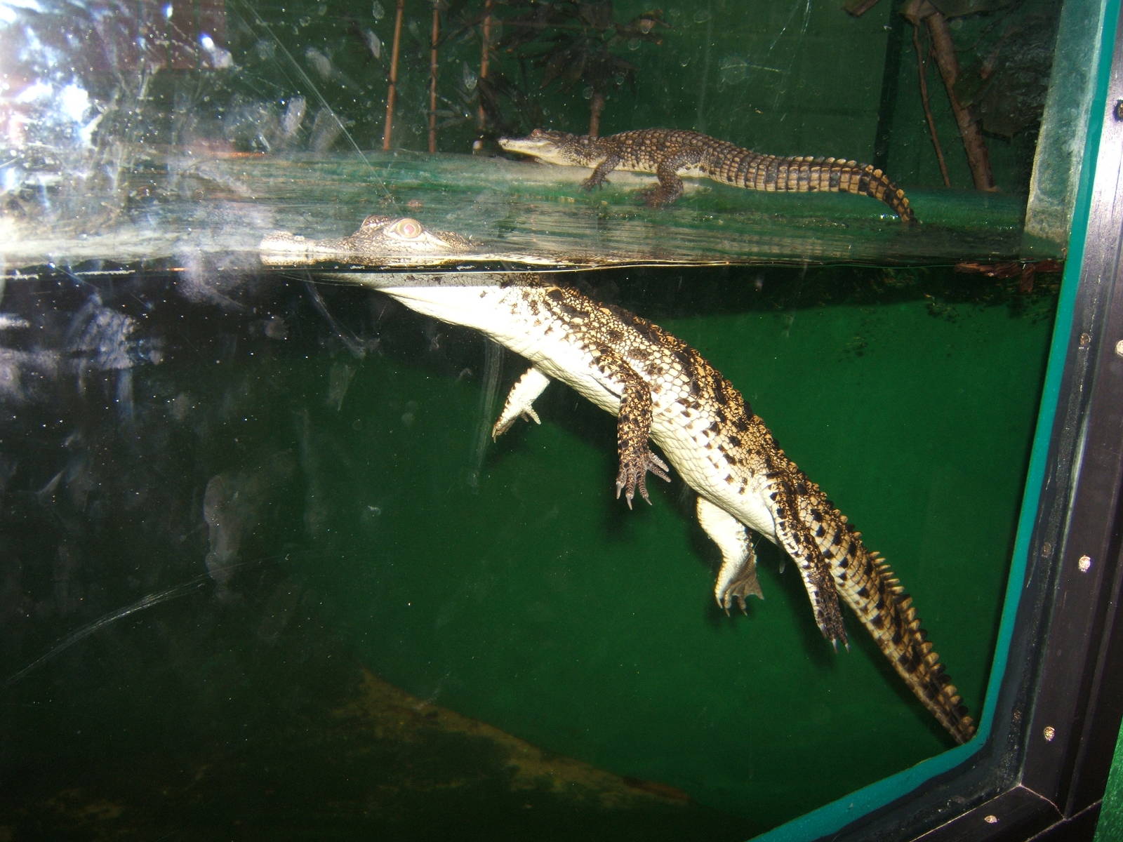 Young South African Nile Crocodile
