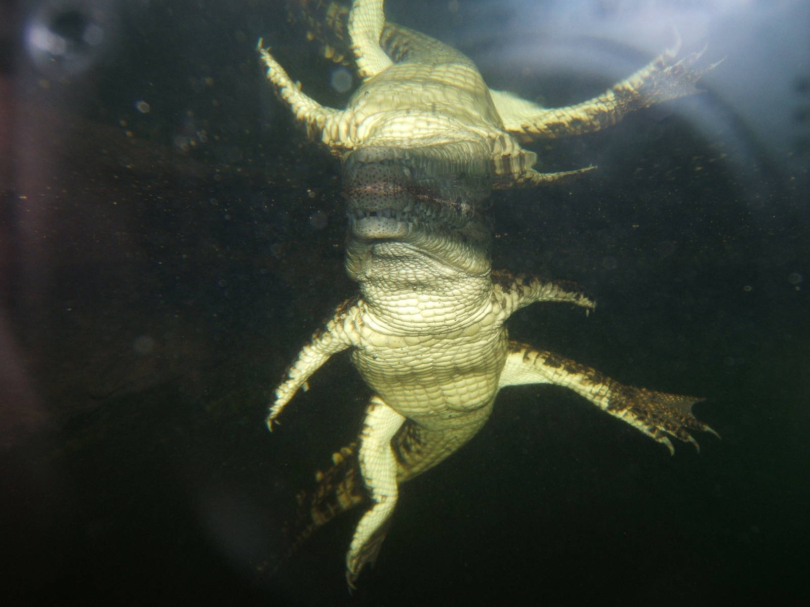 Young South African Nile Crocodile