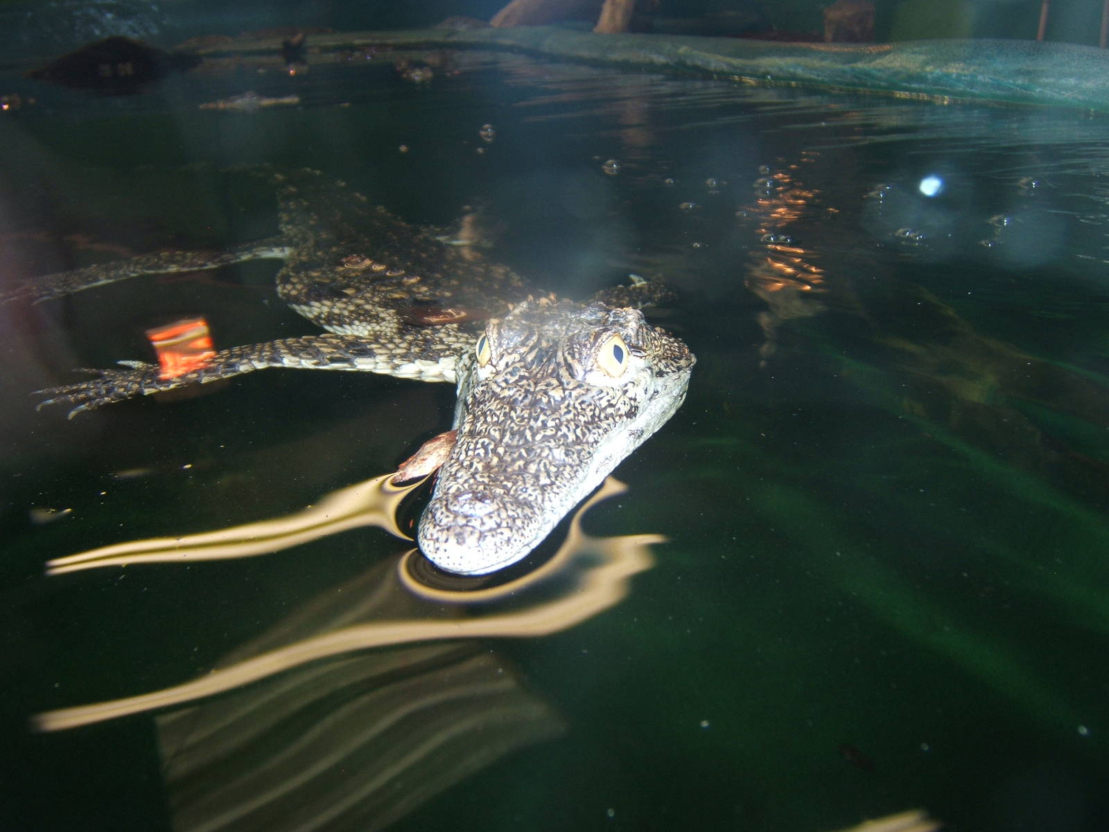 Young South African Nile Crocodile