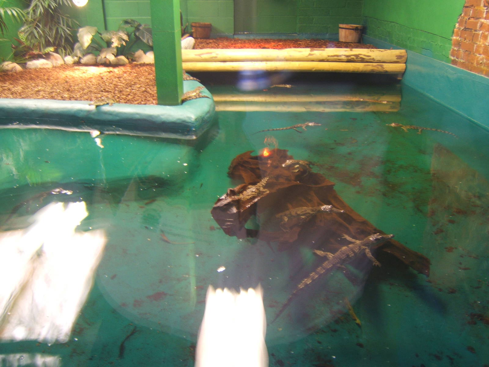Young South African Nile Crocodiles