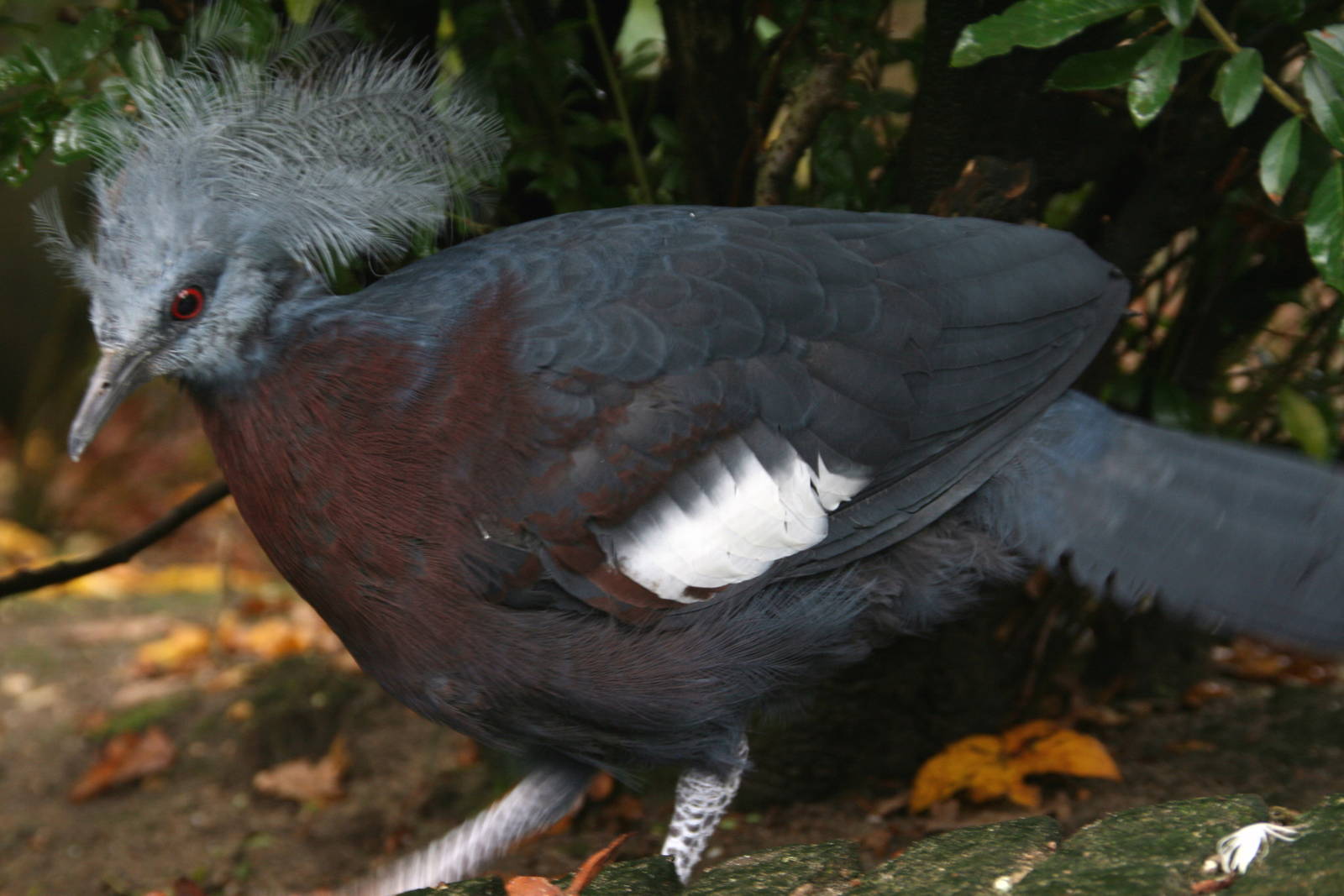 young Southern crowned pigeon