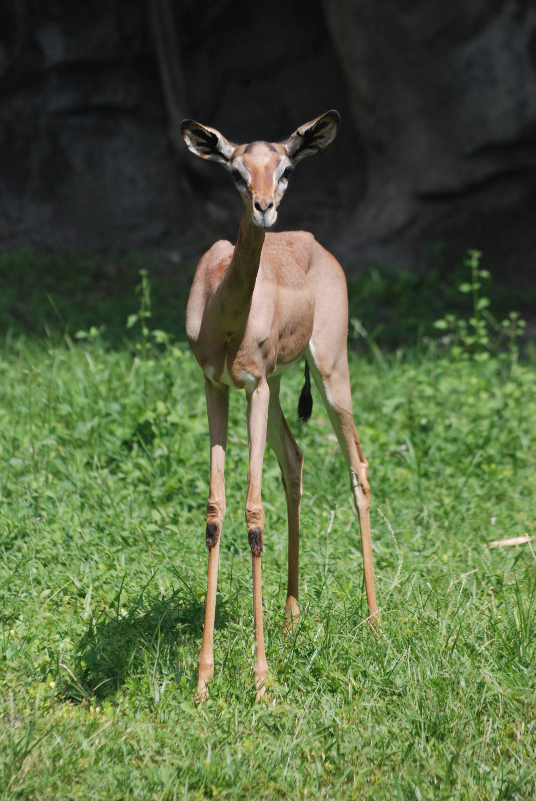 Young Southern Gerenuk at Miami, 12/10/13