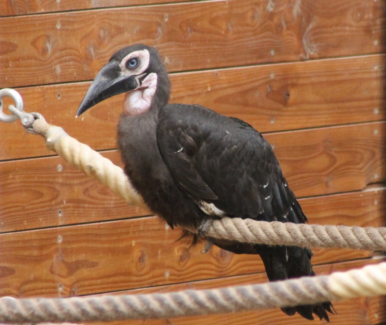 Young Southern ground-hornbill