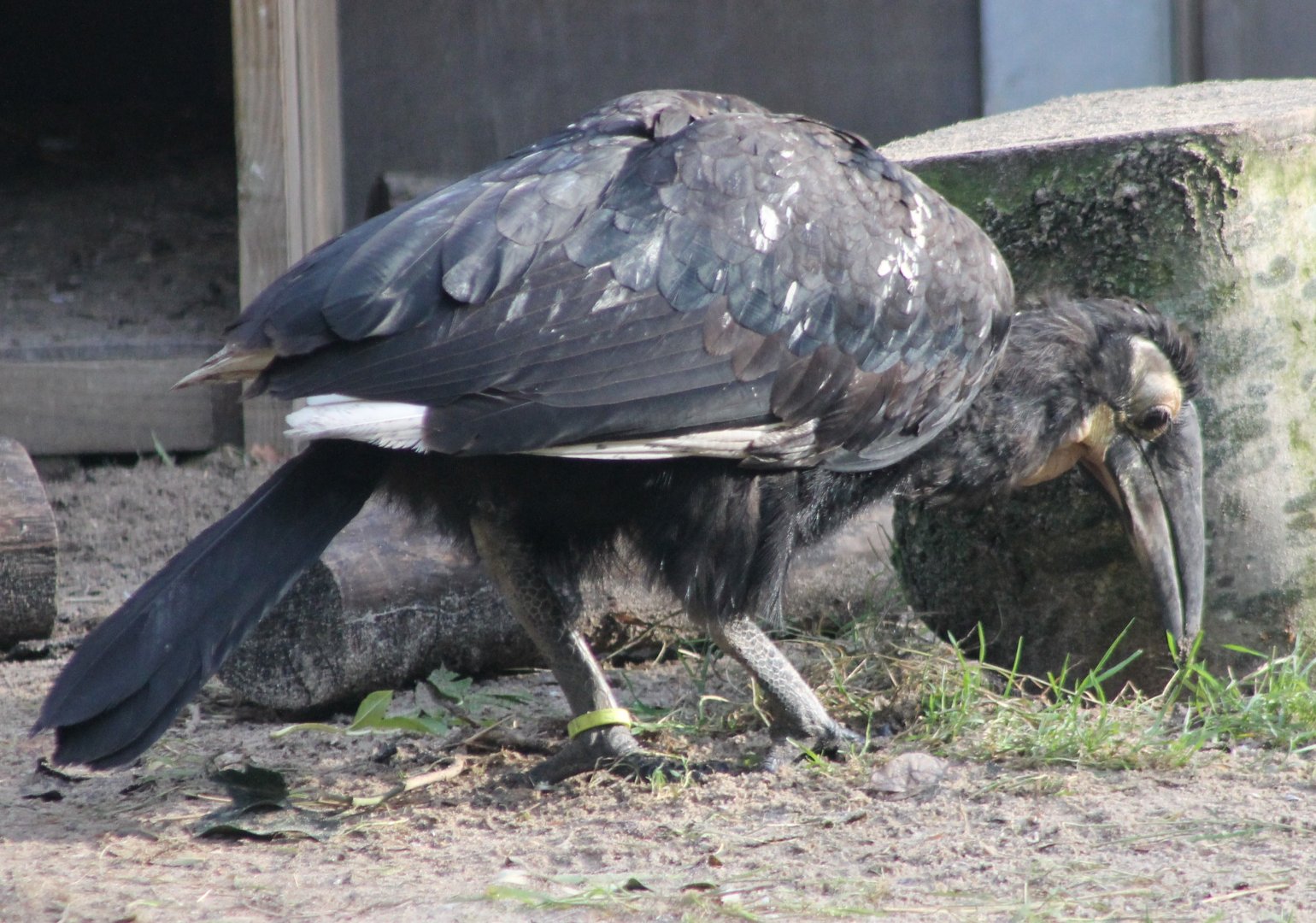 Young Southern ground-hornbill