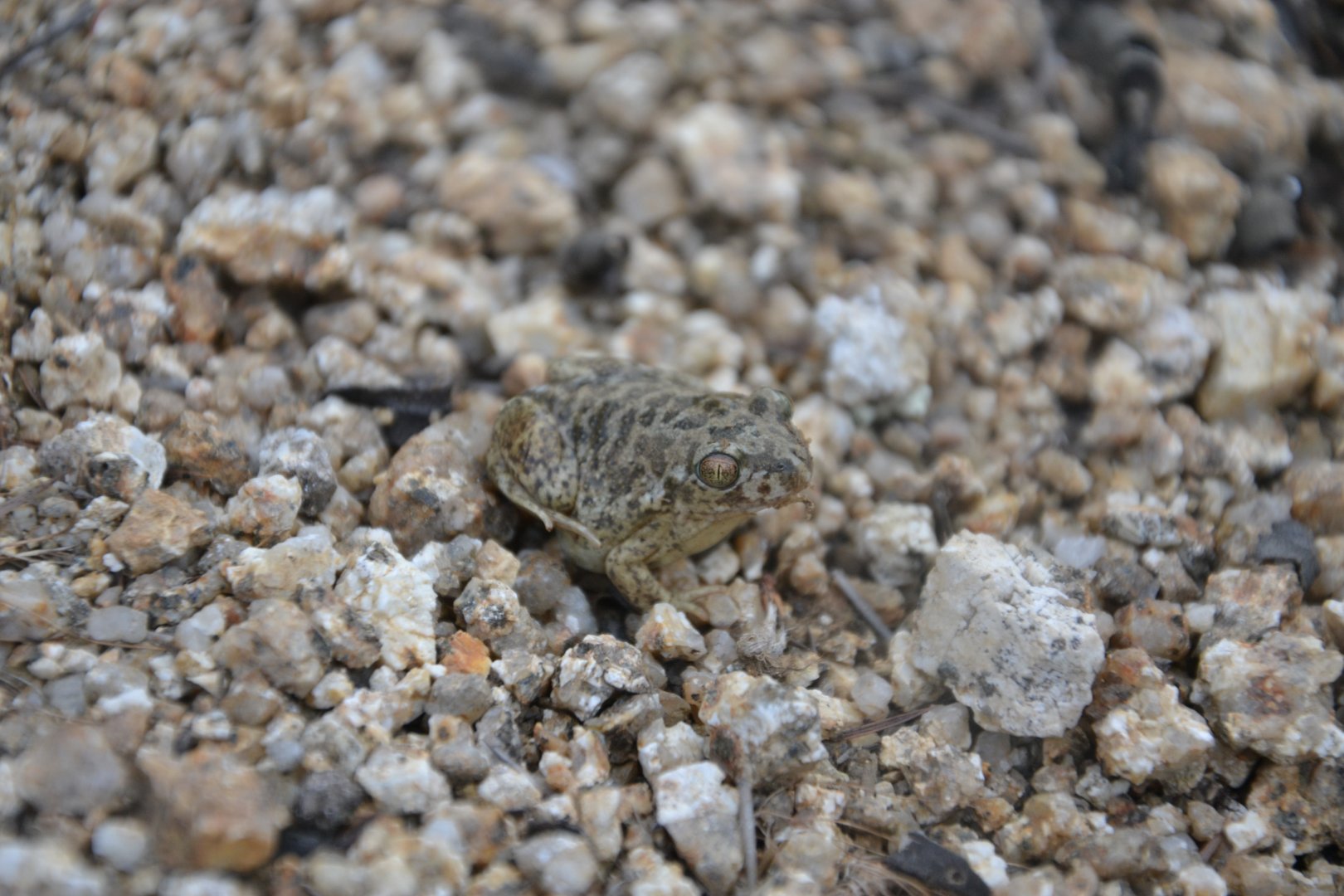 Young Spadefoot Toad Pelobates cultripes
