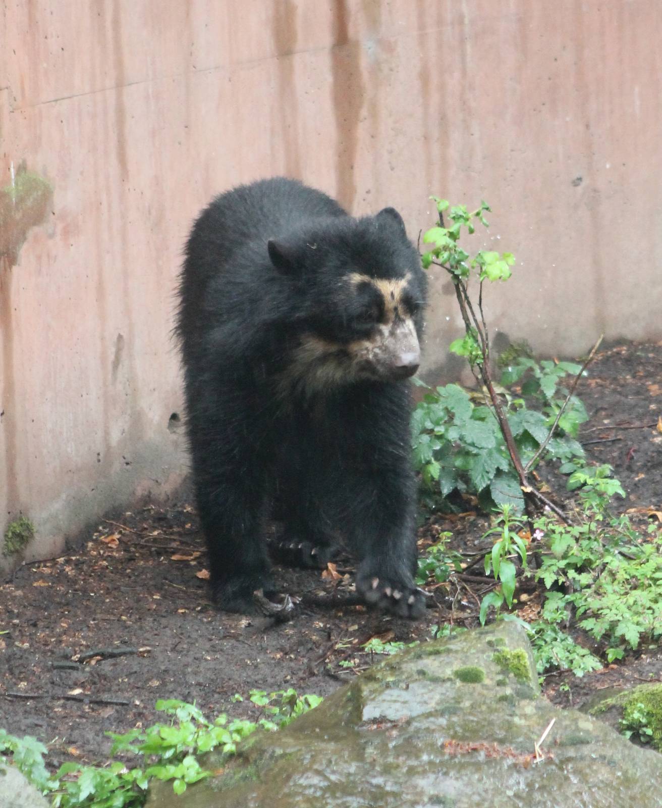 Young Spectacled bear