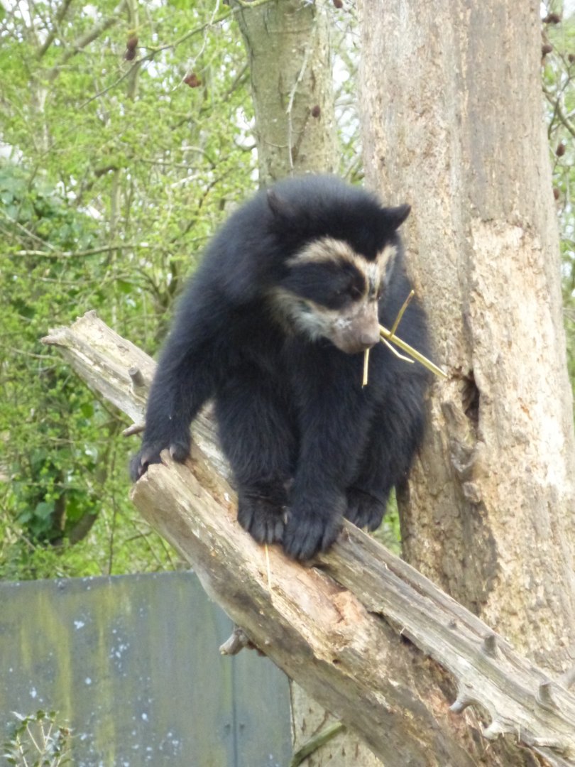 Young spectacled bear