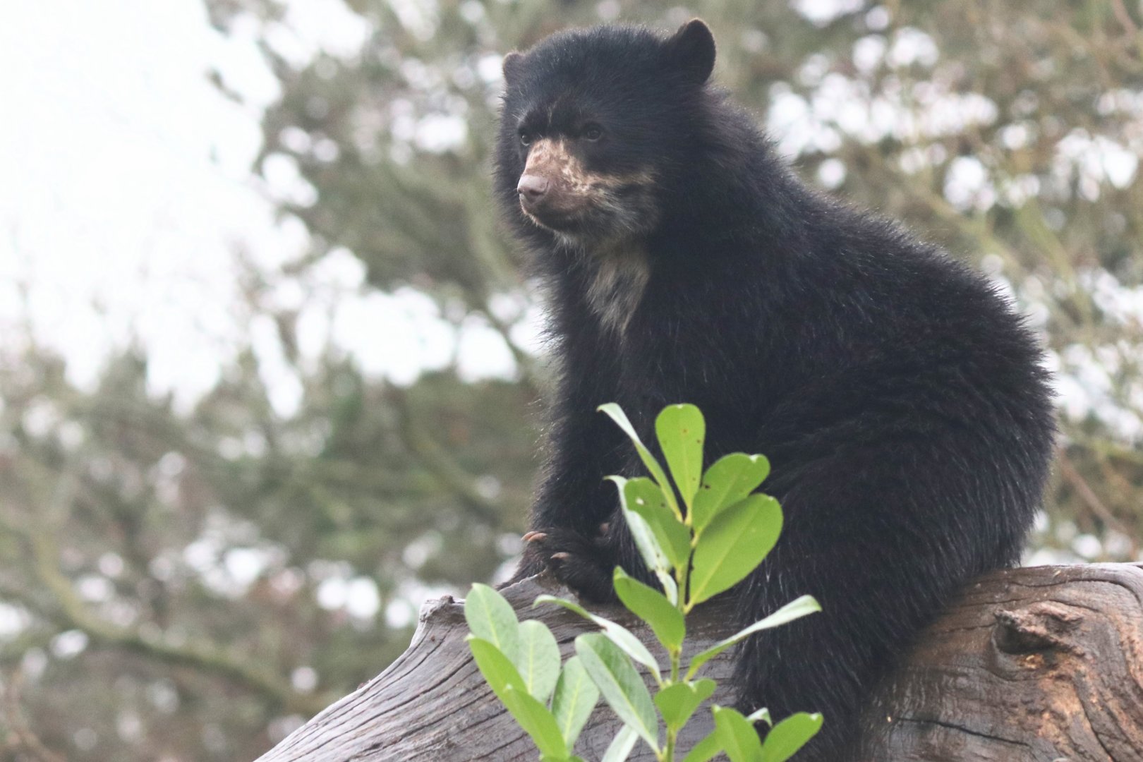 Young spectacled bear