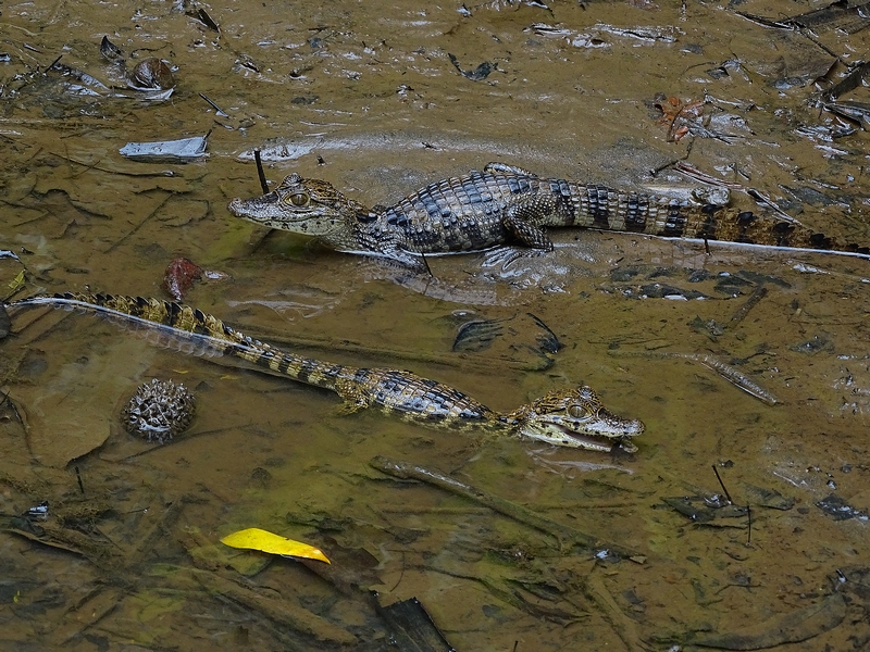 Young spectacled caiman