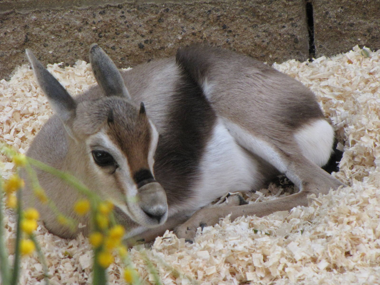 Young Speke's Gazelle