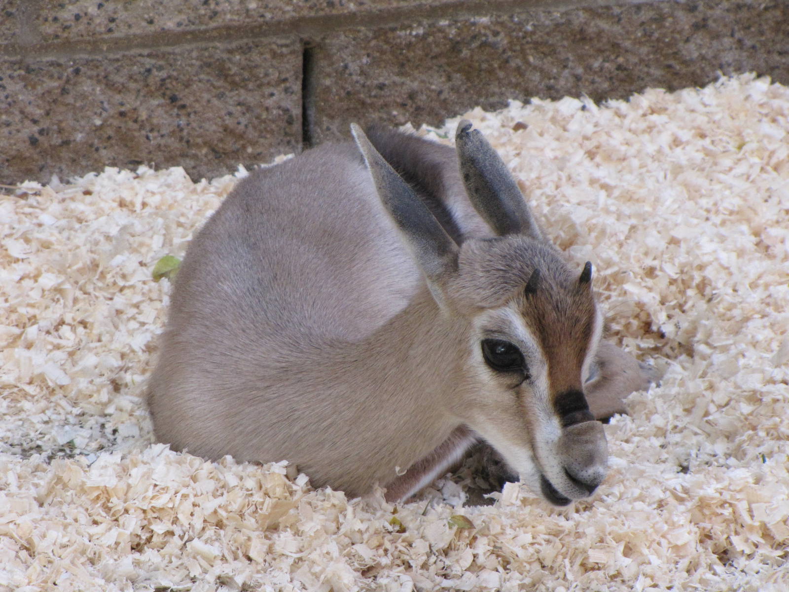 Young Speke's Gazelle