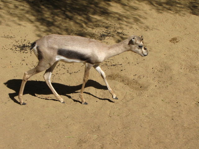 Young Speke's Gazelle