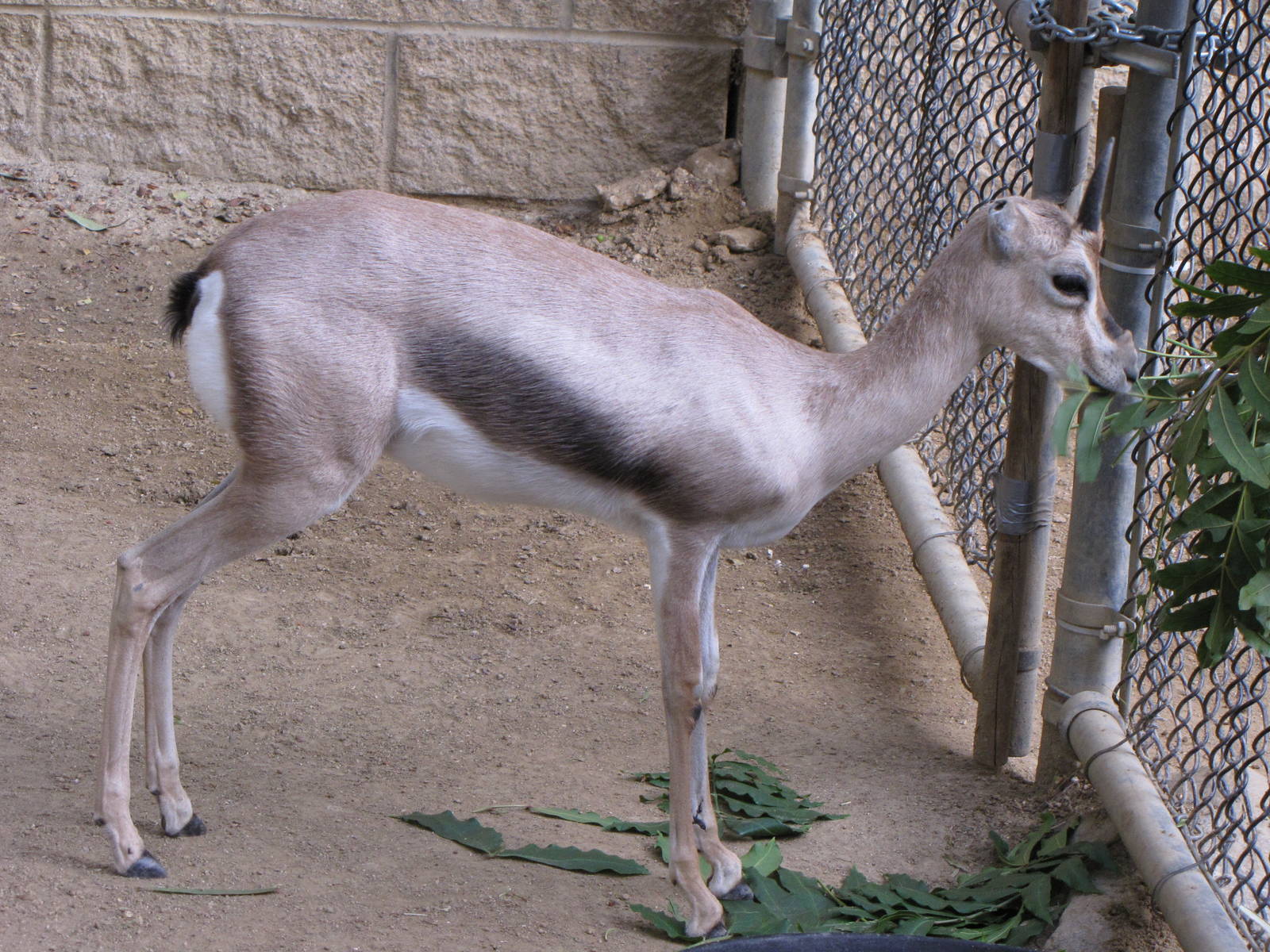 Young Speke's Gazelle