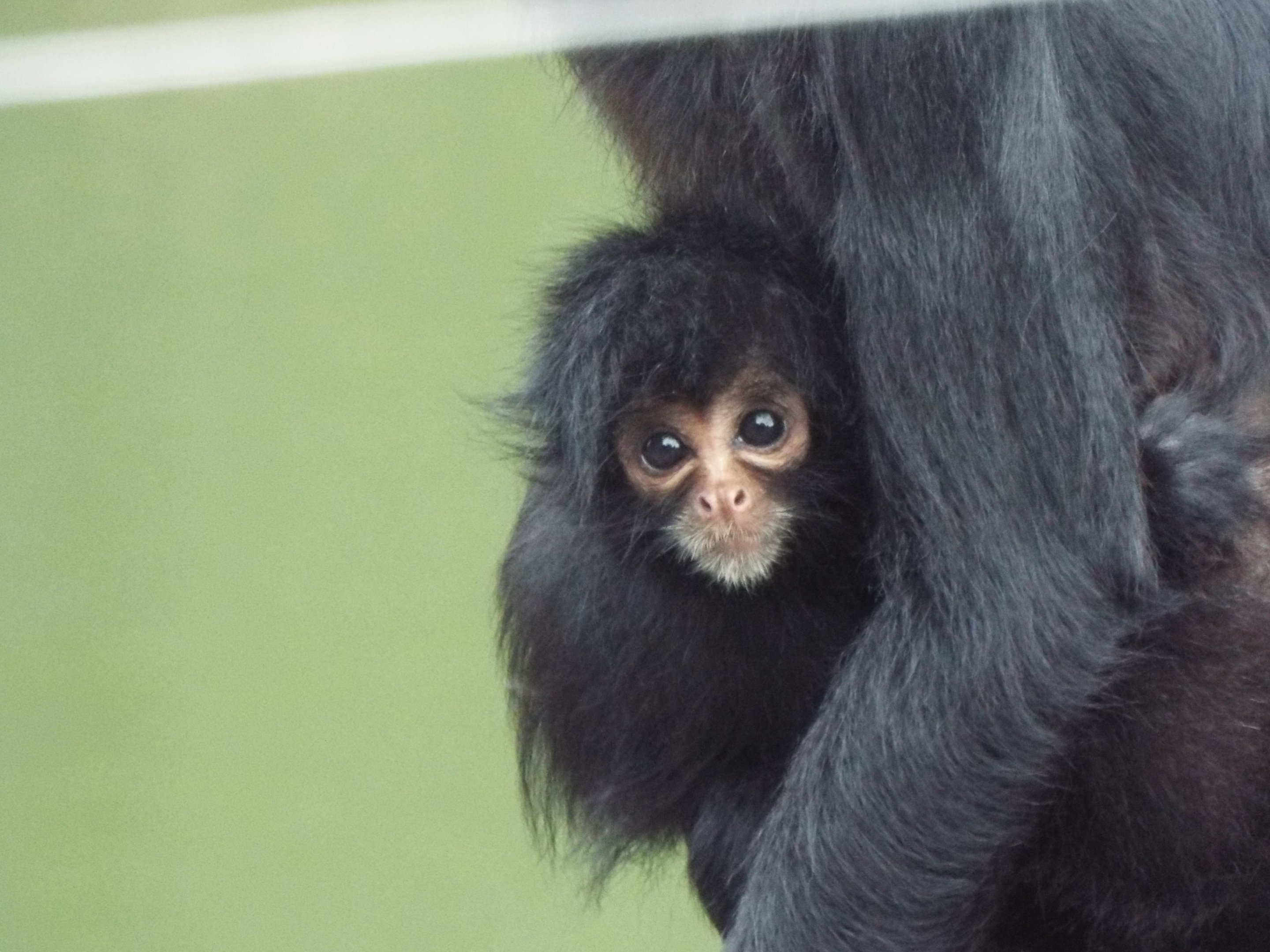 Young Spider Monkey Blackpool Zoo