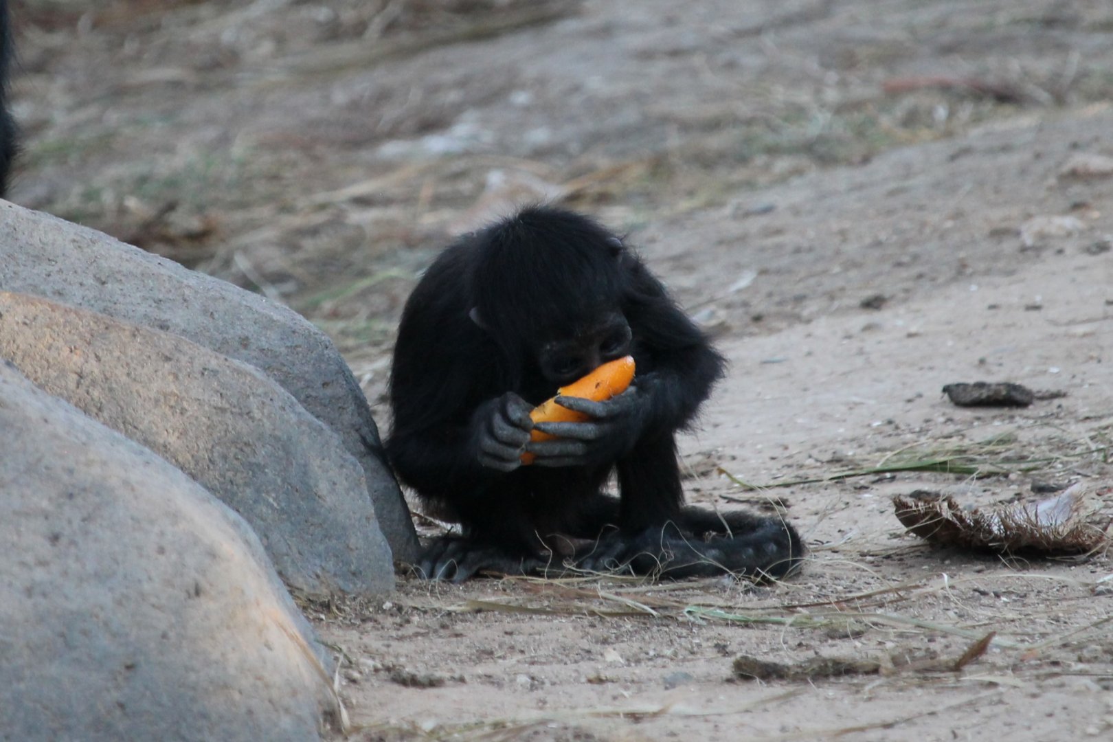 Young Spider Monkey eating fruit