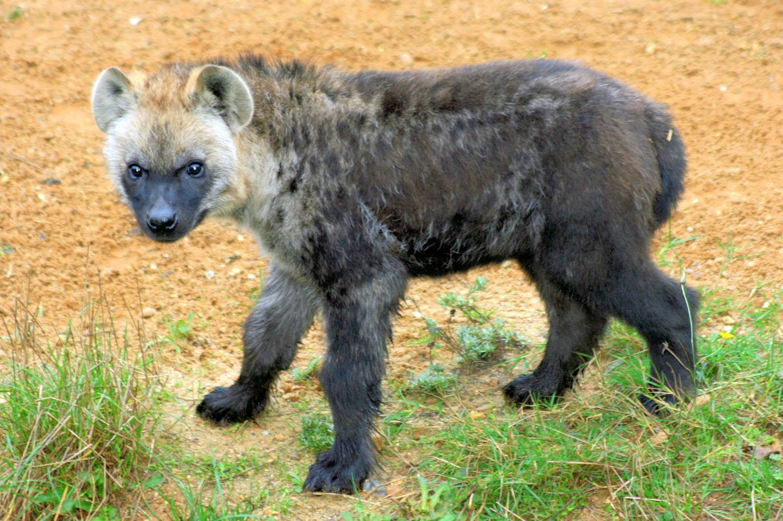 Young spotted hyaena; Colchester; 23rd October 2012