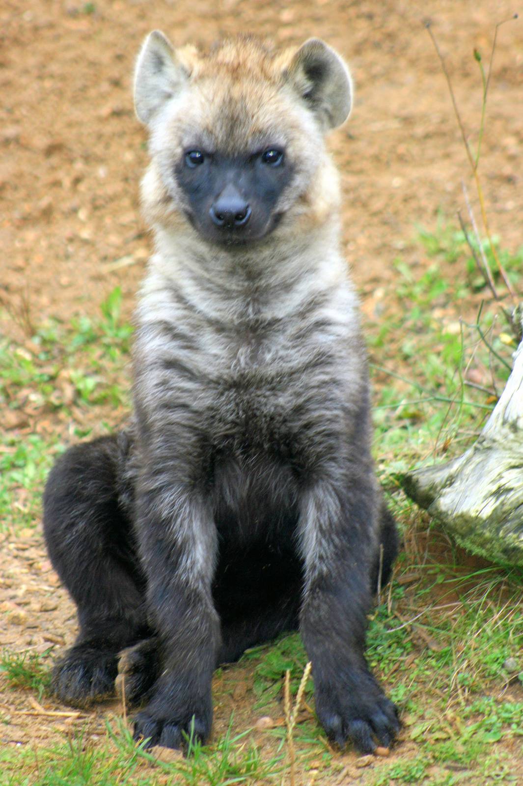 Young spotted hyaena; Colchester; 23rd October 2012