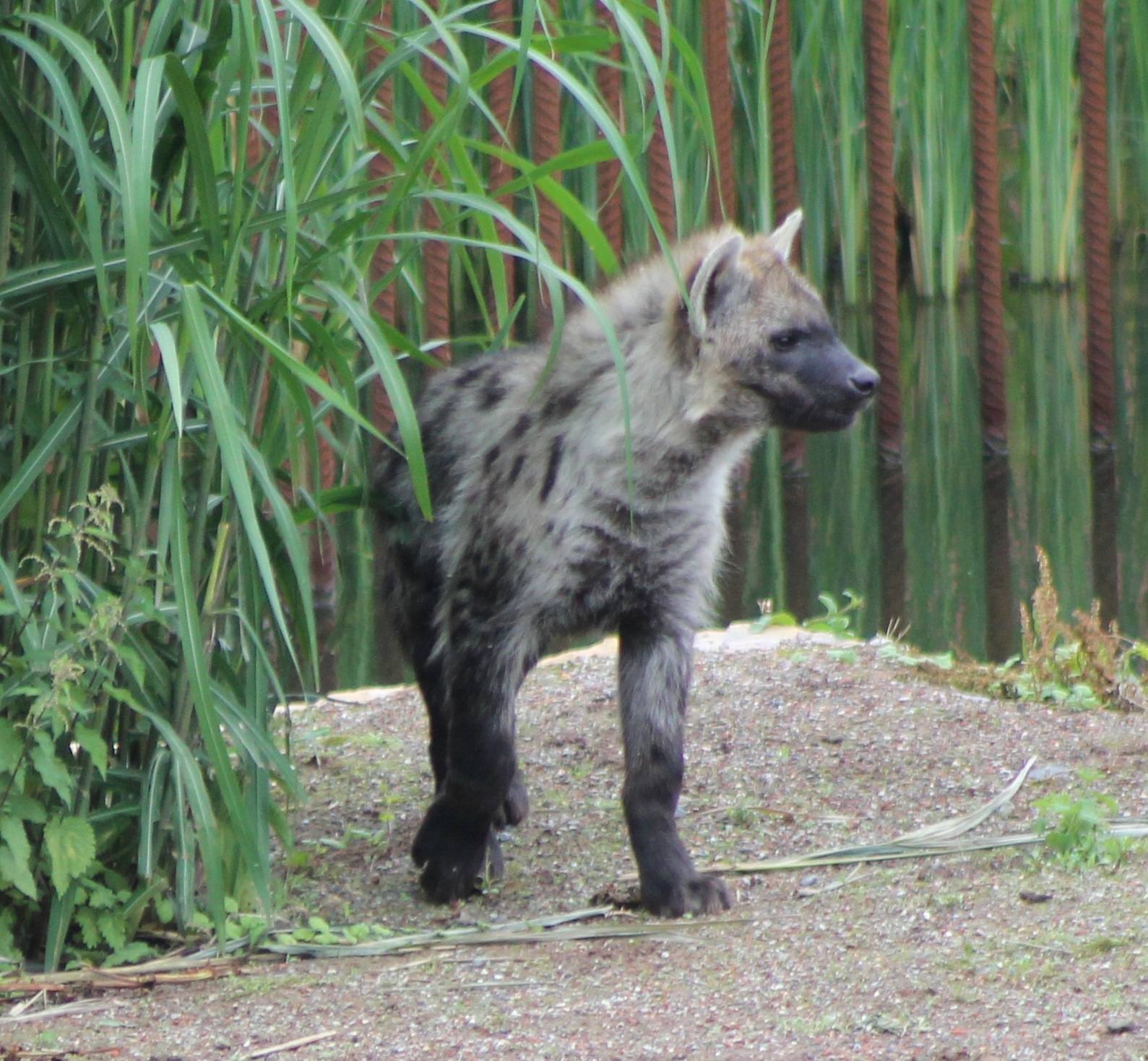 Young Spotted hyena