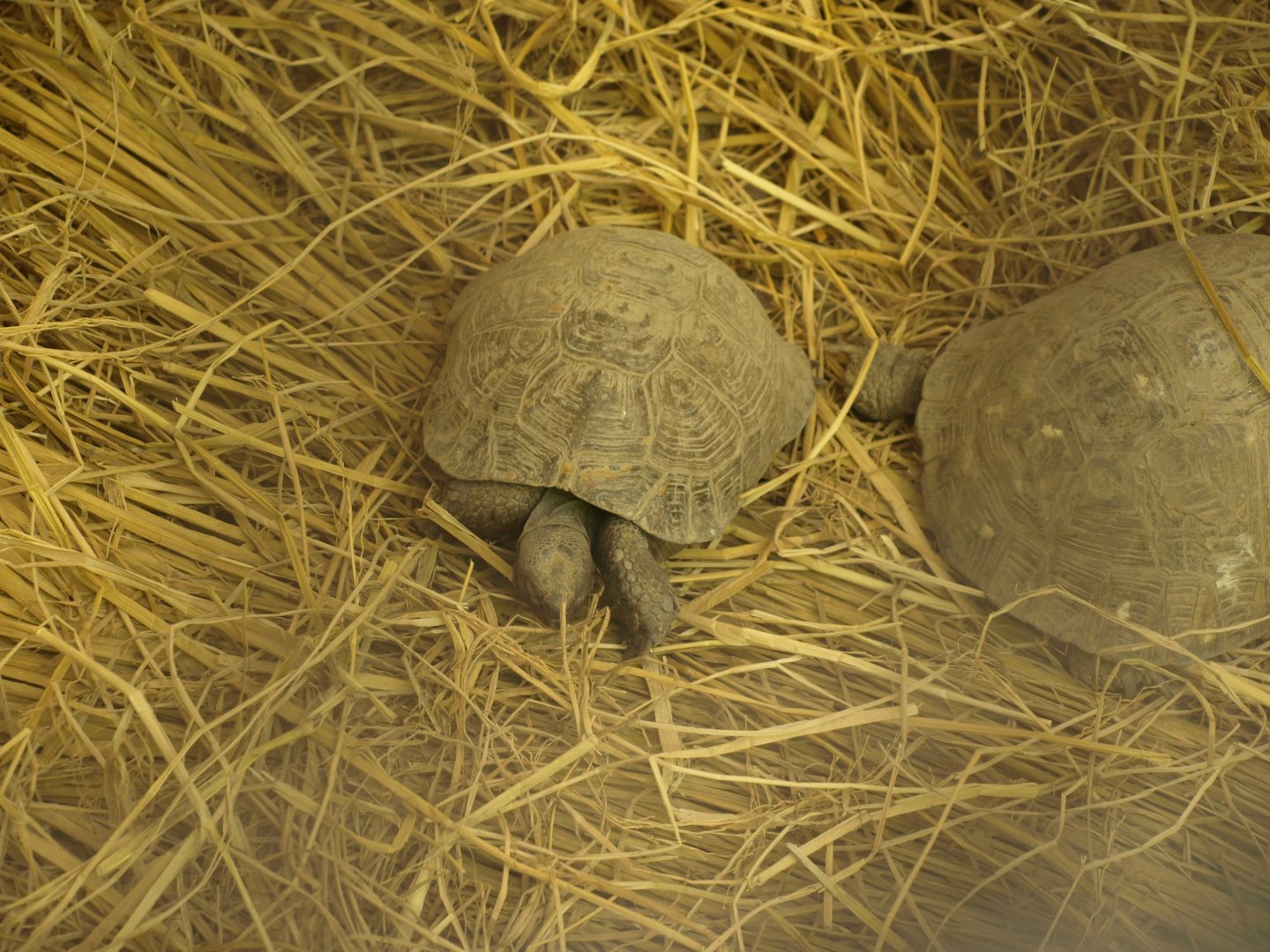 Young spur thighed tortoise - Lahore zoo 8/4/2017