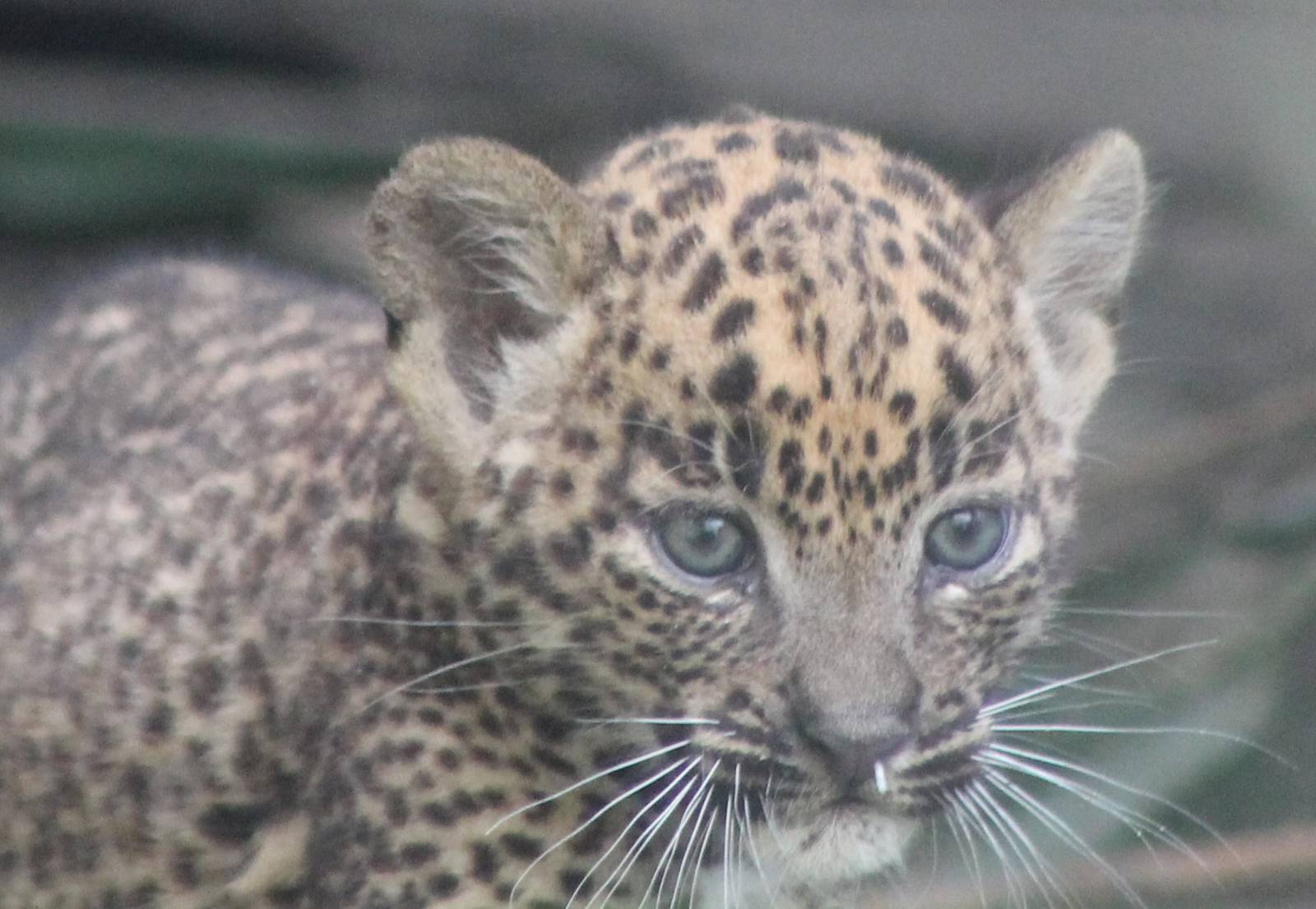 Young Sri Lanka leopard