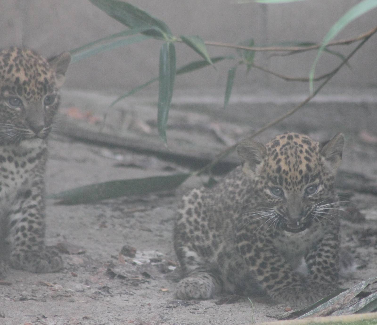 Young Sri Lanka leopard