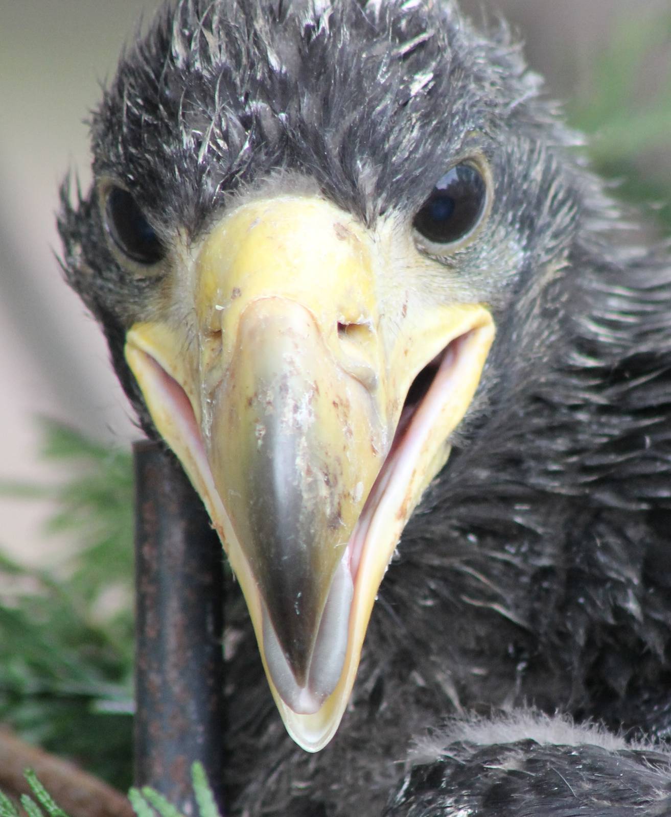 Young Steller's sea-eagle