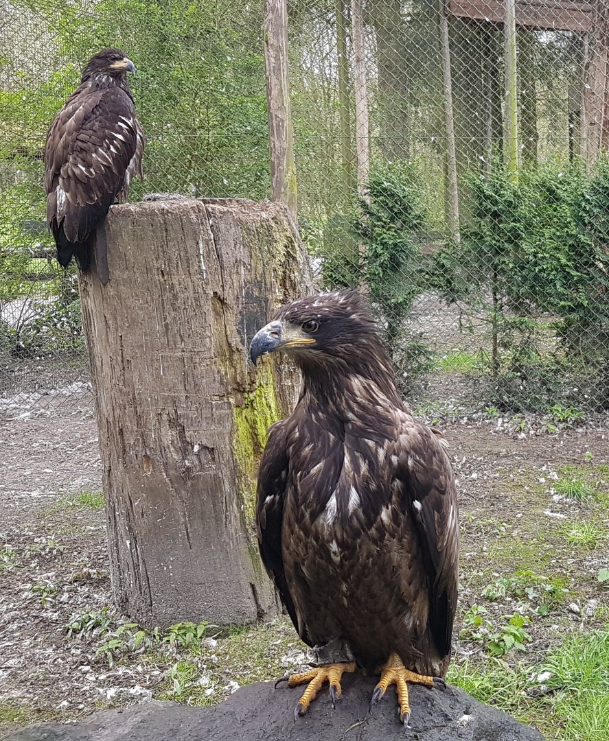Young Stellers sea-eagles