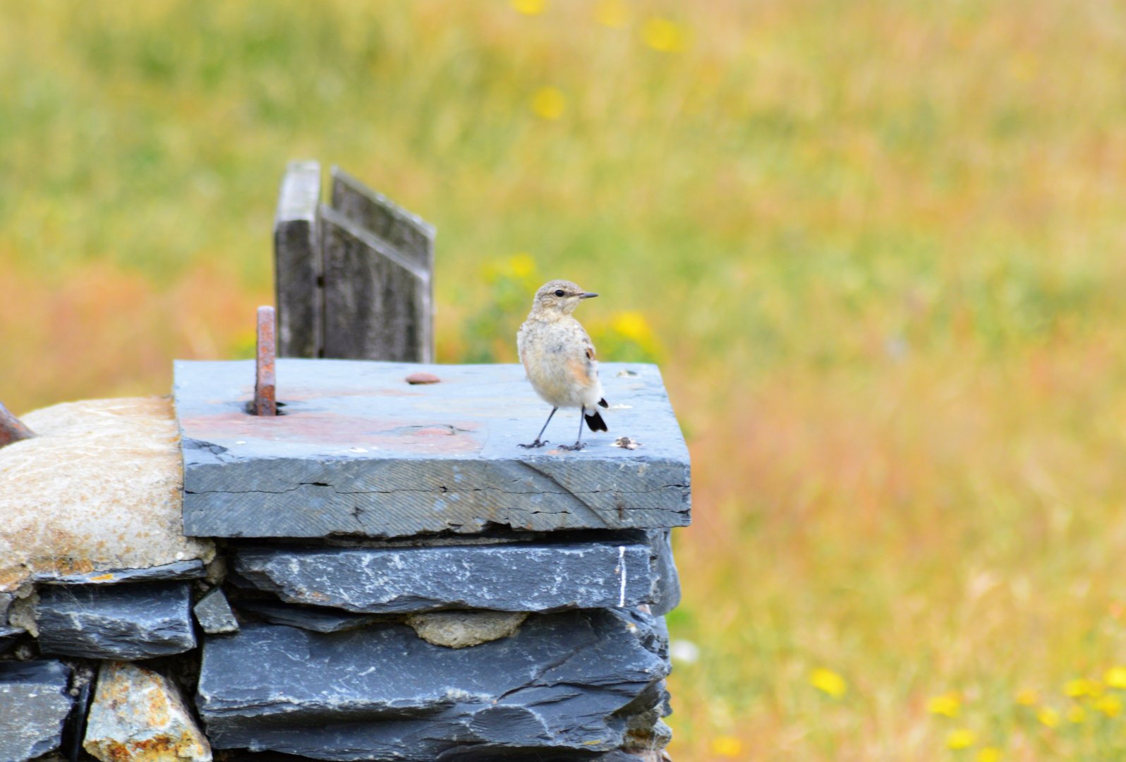 Young stonechat?