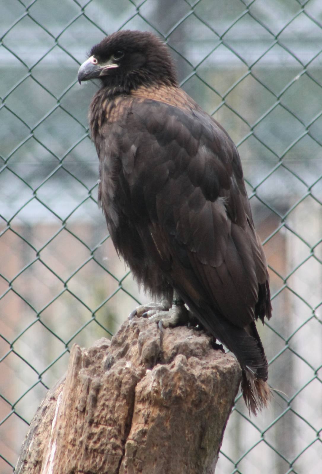 Young Striated caracara