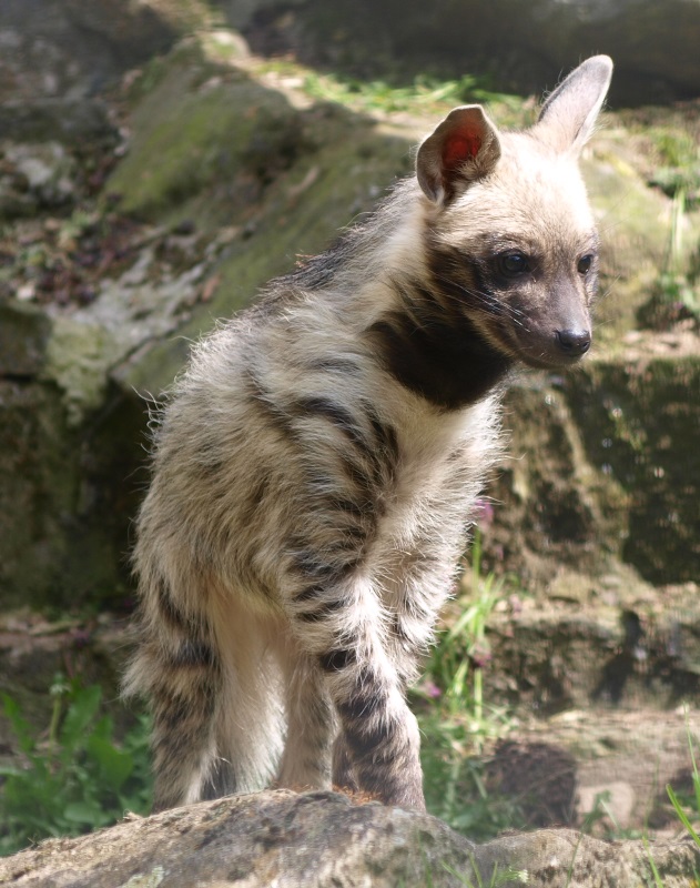 Young striped hyena (April 19th, 2015)