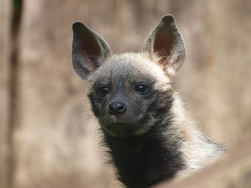 Young striped hyena (April 19th, 2015)