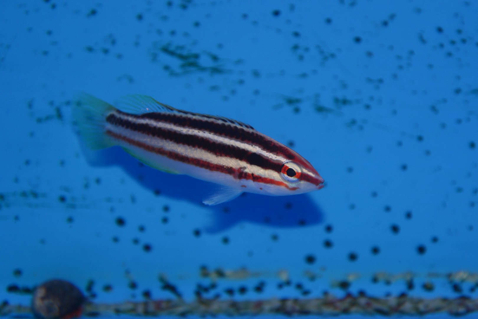 Young striped pigfish (Bodianus izuensis)